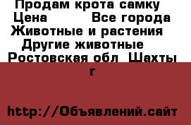 Продам крота самку › Цена ­ 200 - Все города Животные и растения » Другие животные   . Ростовская обл.,Шахты г.